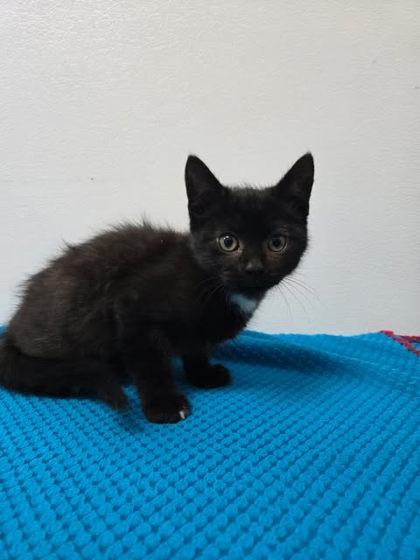 Tippy Toe, Adoptable, Adult Male Domestic Short Hair & Domestic Short Hair.