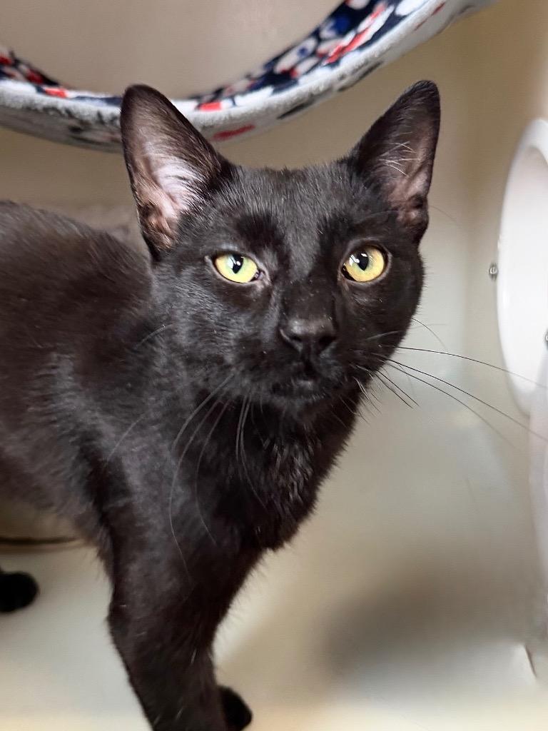 Dean, Adoptable, Kitten Male Domestic Short Hair.