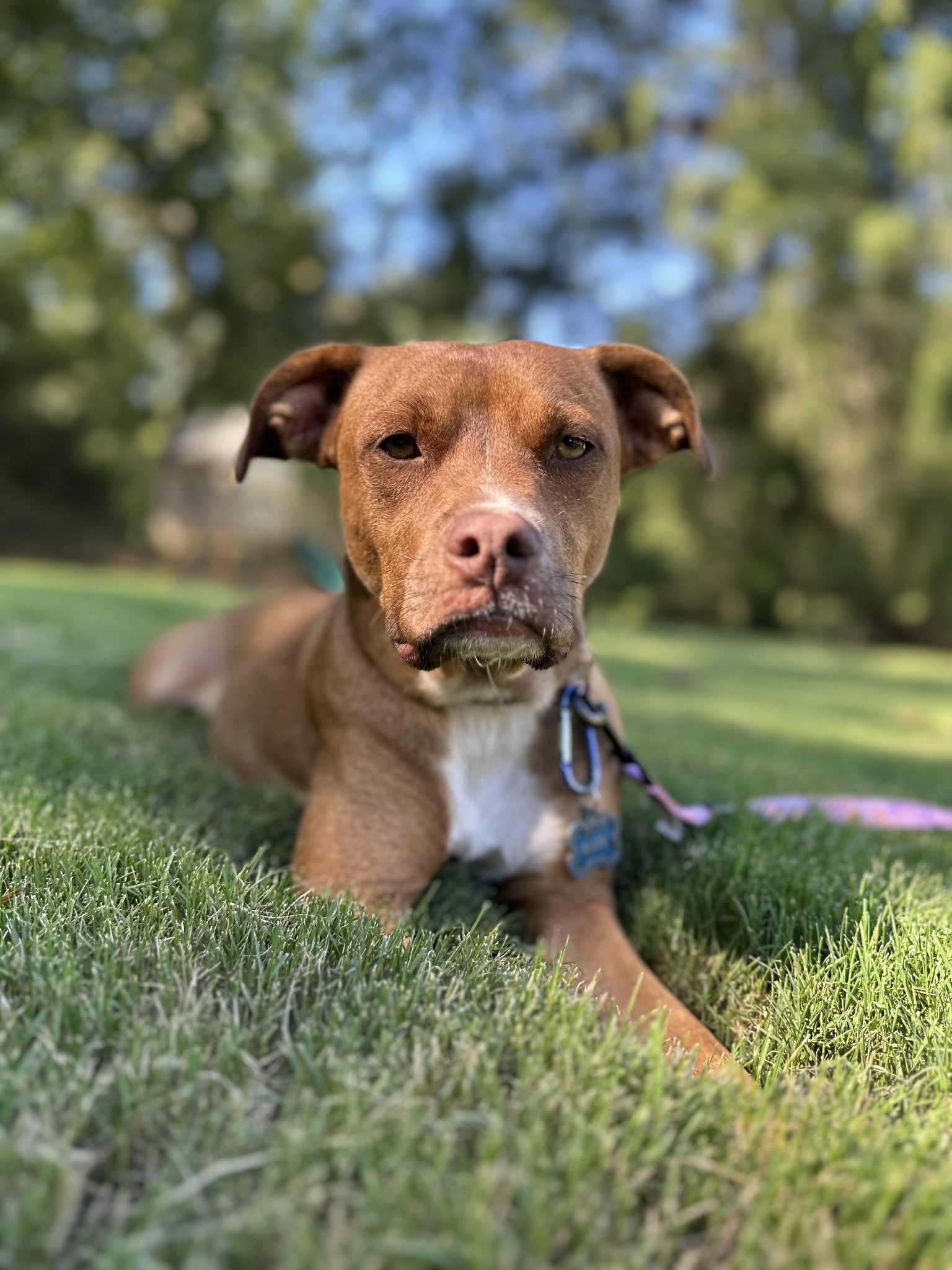 Enlarge Juliet, a Adoptable Terrier in Greenville, SC image 1/3