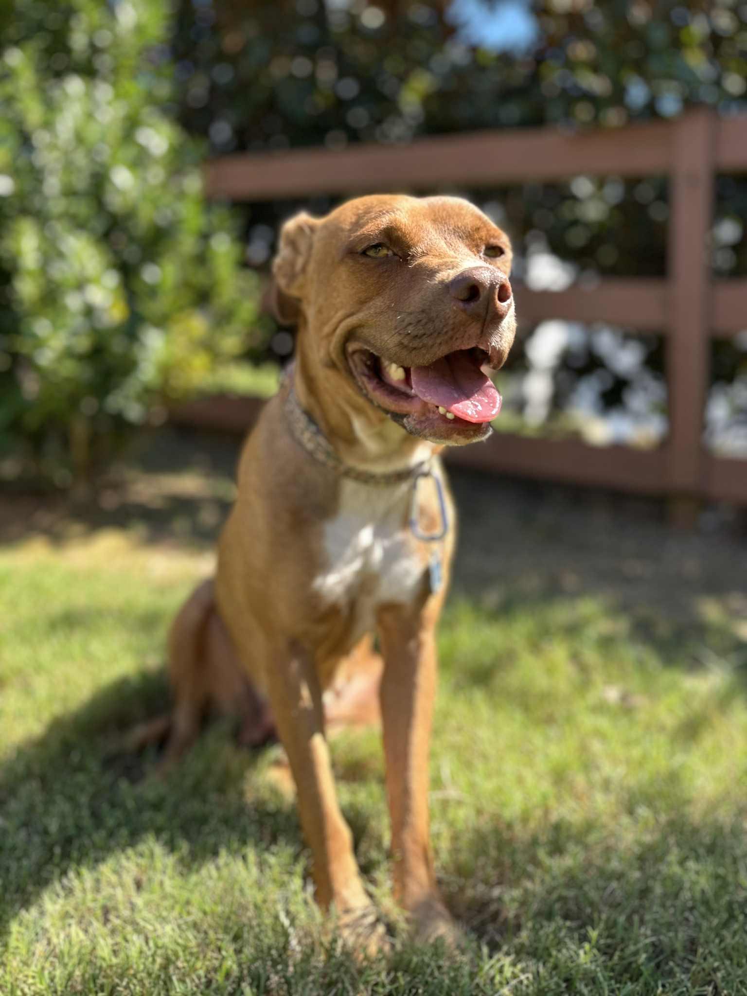 Enlarge Juliet, a Adoptable Terrier in Greenville, SC image 2/3