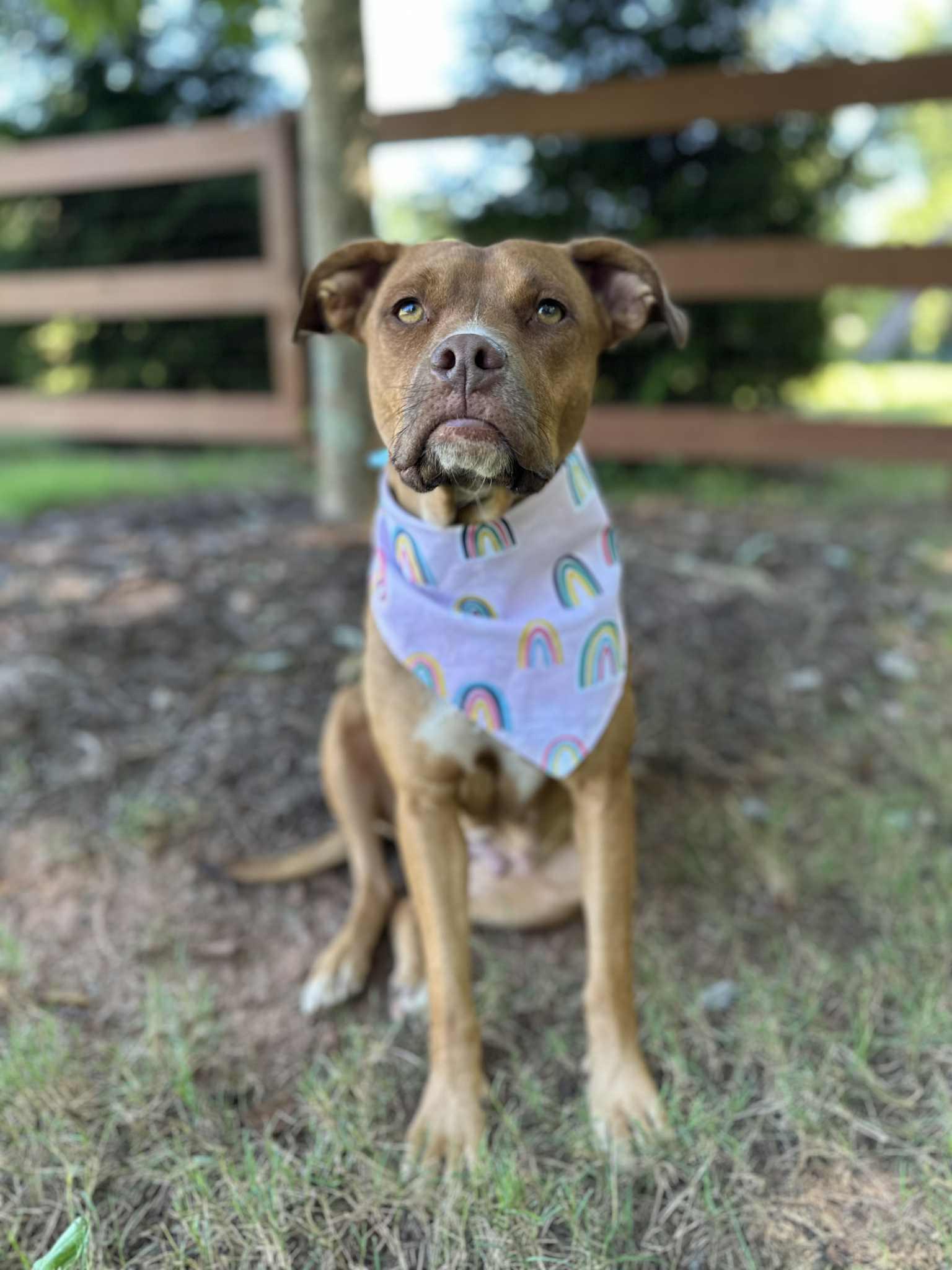 Enlarge Juliet, a Adoptable Terrier in Greenville, SC image 3/3