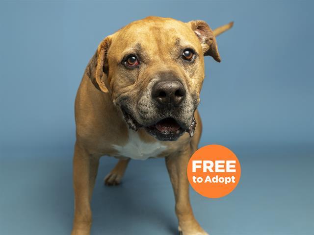 Enlarge CLINT, a Adoptable Pit Bull Terrier in Phoenix, AZ image 1/1