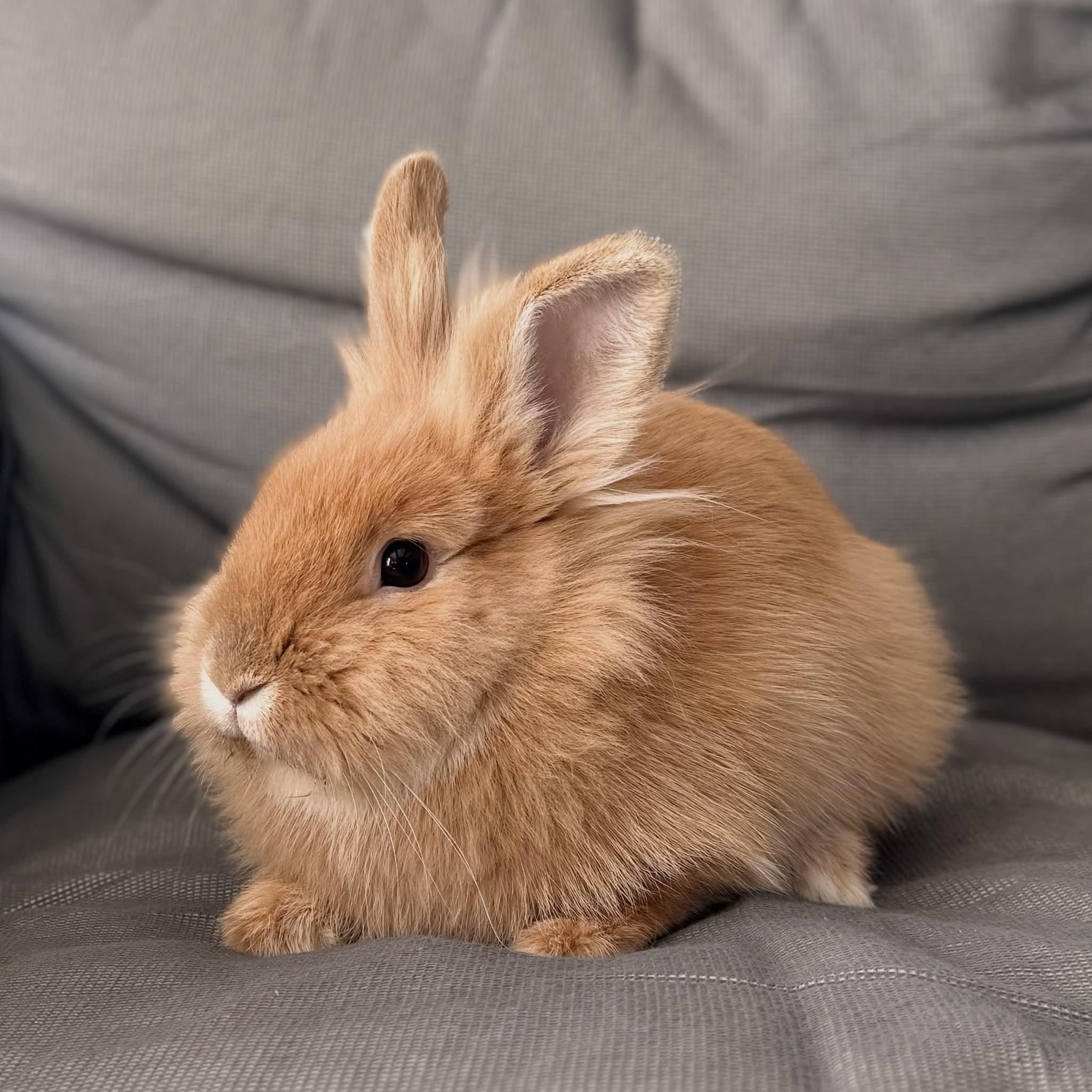 Oracle, Adopted, Adult Female Lionhead.