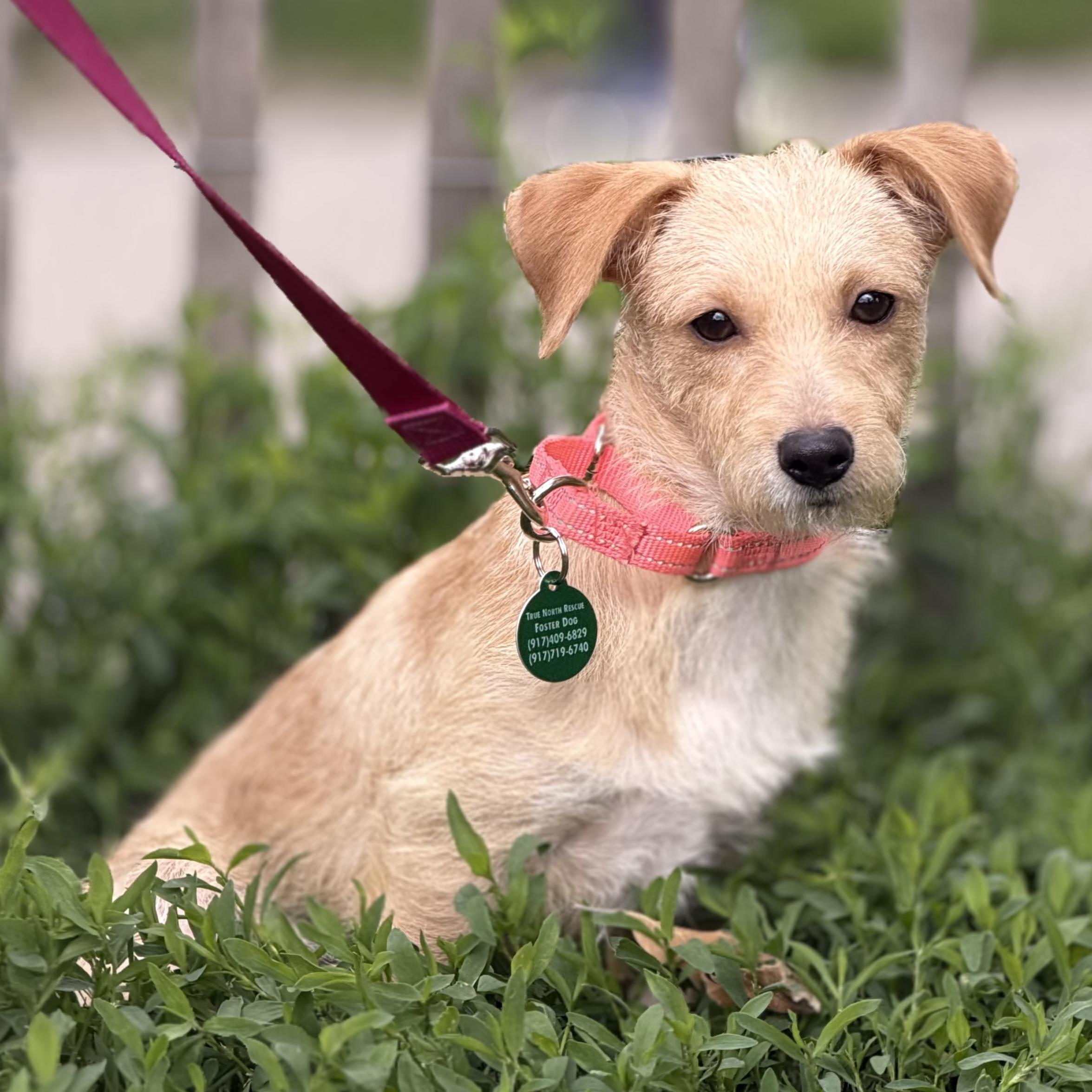 Gracey, an adopted mixed breed in Brooklyn, NY image 6/6