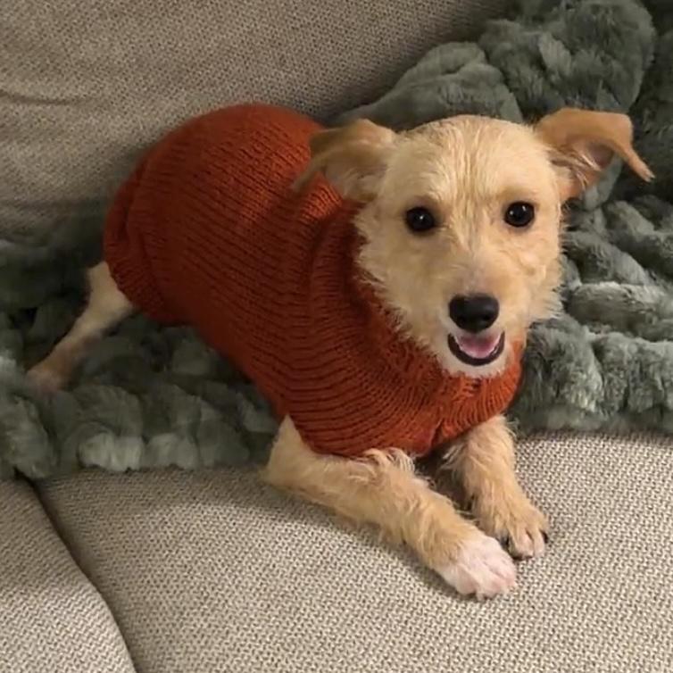 Gracey, an adopted mixed breed in Brooklyn, NY image 1/6