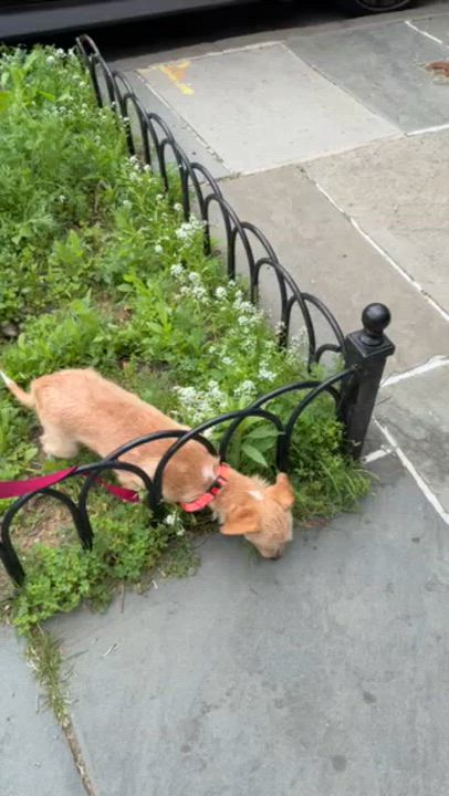Enlarge Gracey, an adopted mixed breed in Brooklyn, NY video 3/6