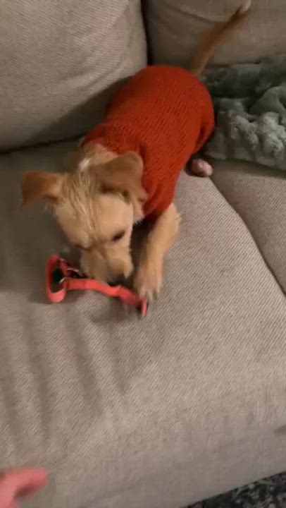 Enlarge Gracey, an adopted mixed breed in Brooklyn, NY video 5/6