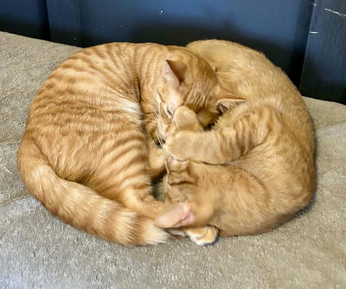 Enlarge Burt and Ernie- dual adoption , a ADOPTABLE Domestic Short Hair in Pointe-Claire, QC image 2/2