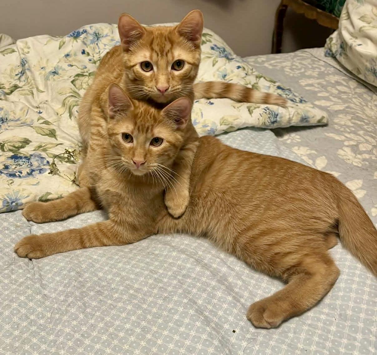 Enlarge Burt and Ernie- dual adoption , a ADOPTABLE Domestic Short Hair in Pointe-Claire, QC image 1/2