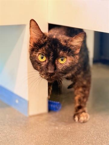 SILVIA, Adoptable, Young Female Domestic Short Hair.