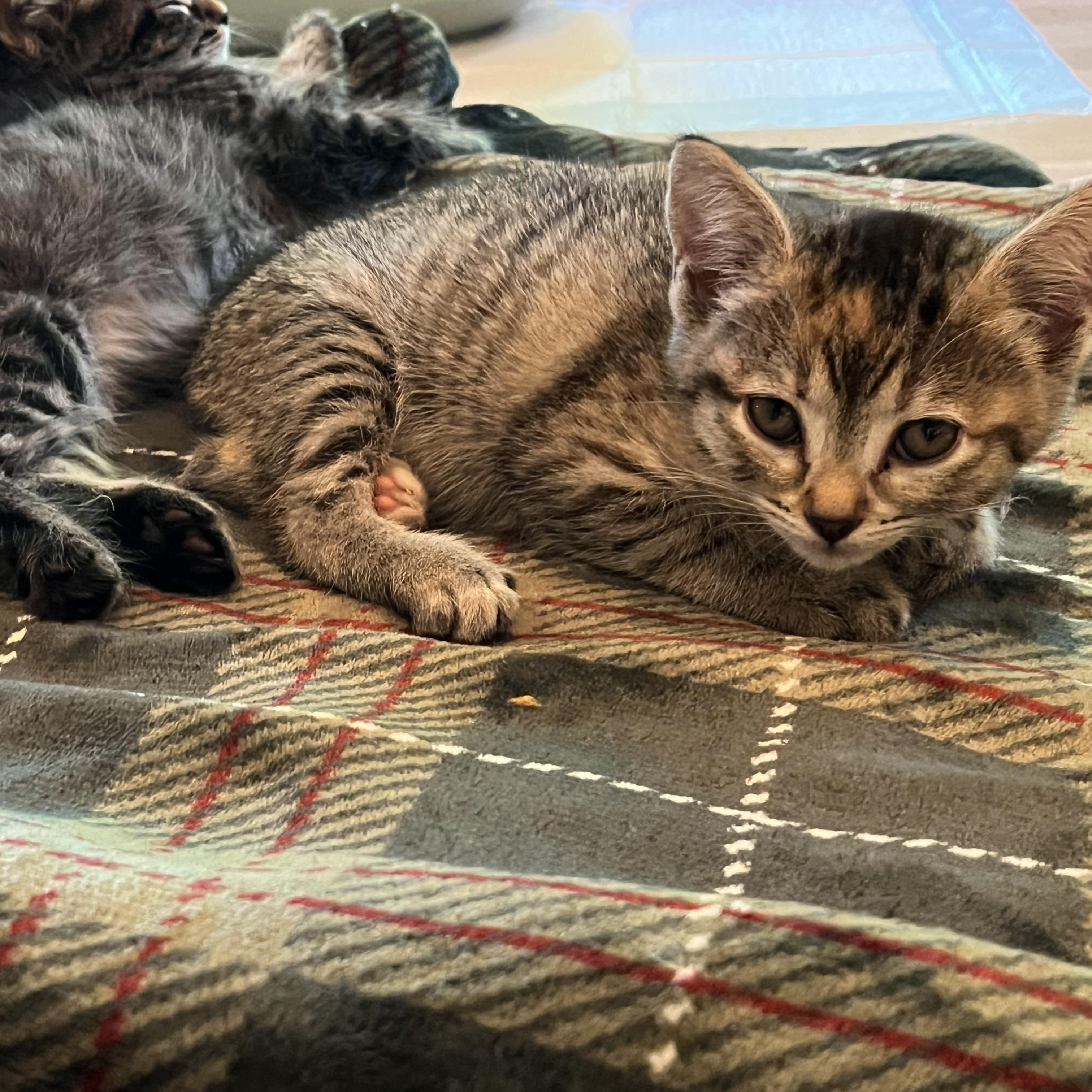 Enlarge Jasmine, an adopted Tabby in Sammamish, WA image 2/4