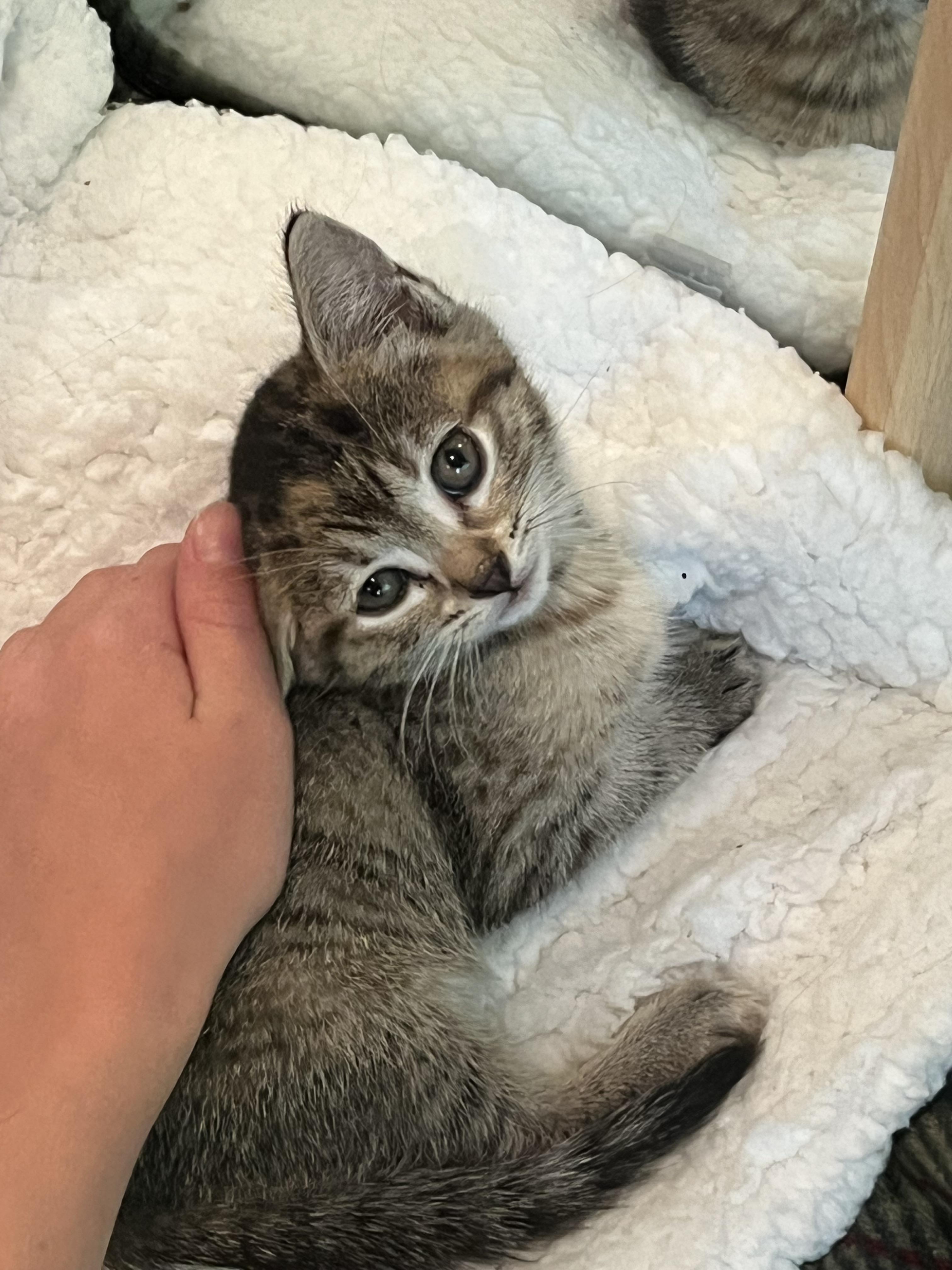 Jasmine, adopted, Kitten Female Tabby.