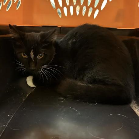 Pugsly, Adoptable, Kitten Male Domestic Short Hair.