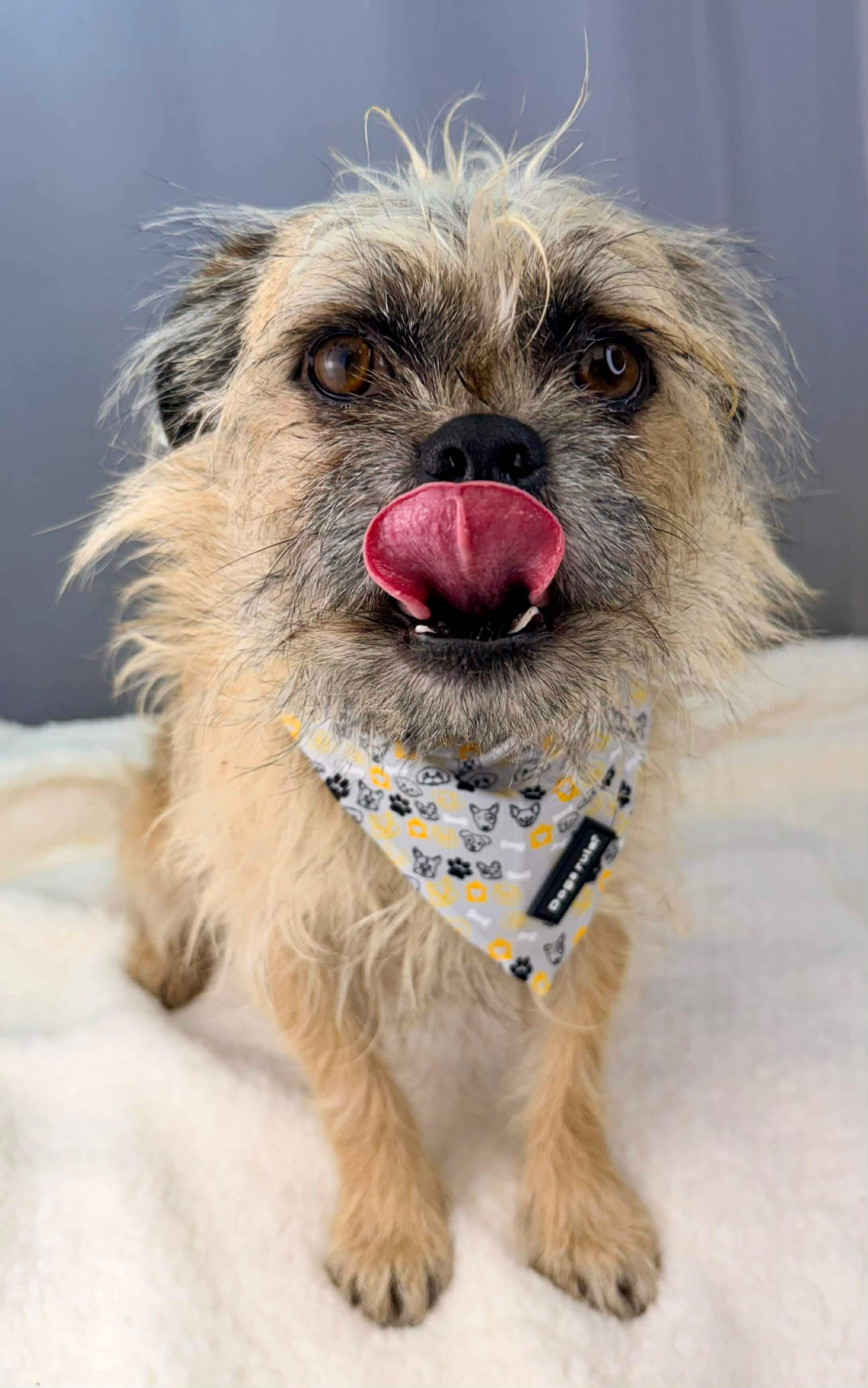 Enlarge Max a Million, a Adoptable mixed breed in Southfield , MI image 4/6