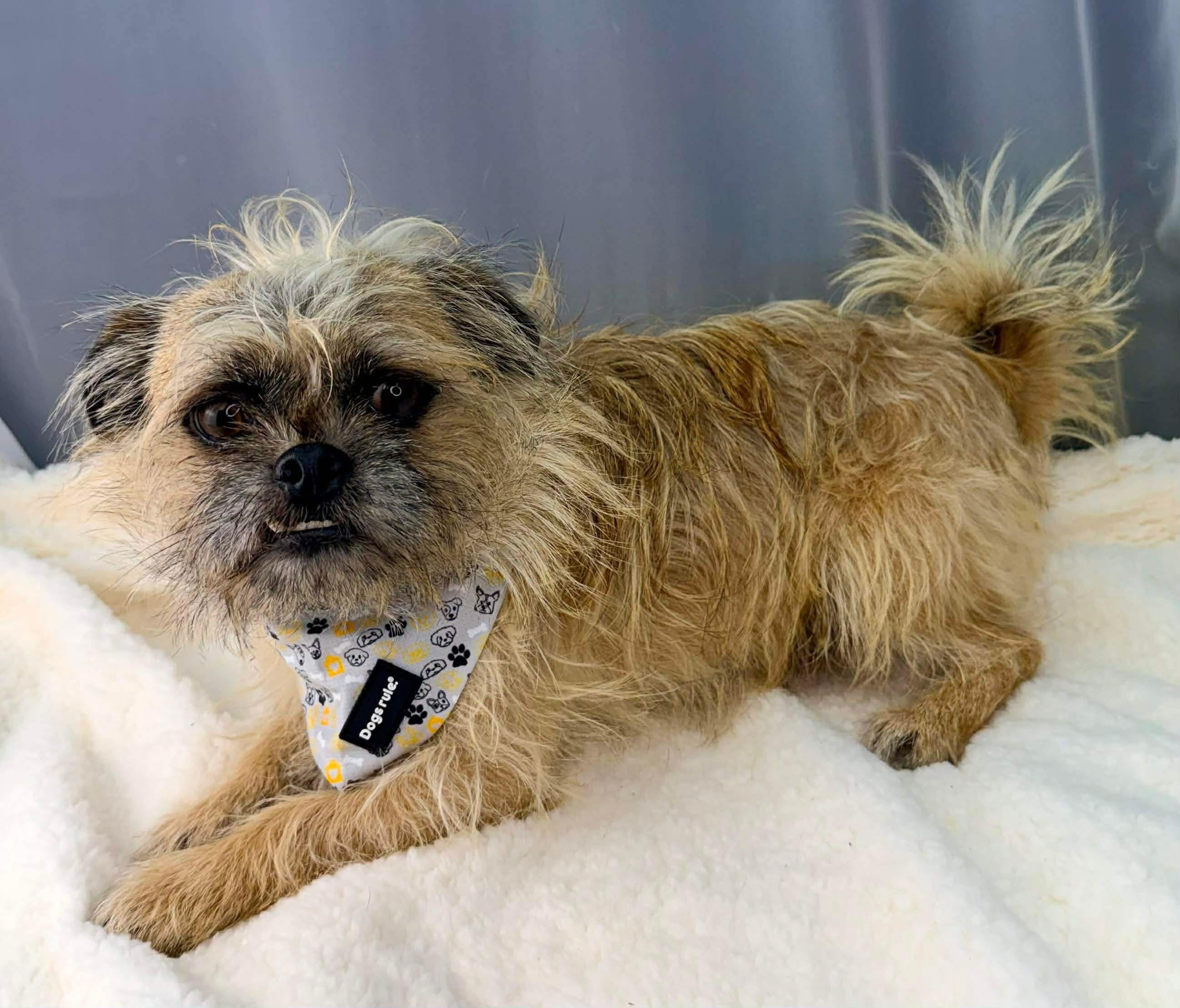 Max a Million, Adoptable, Young Male Pug & Pekingese.