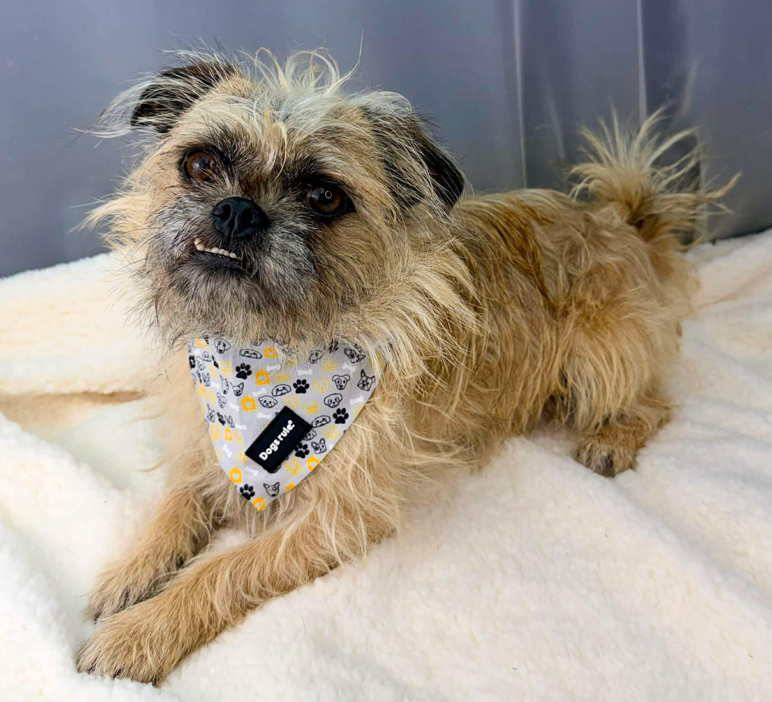 Enlarge Max a Million, a Adoptable mixed breed in Southfield , MI image 3/6