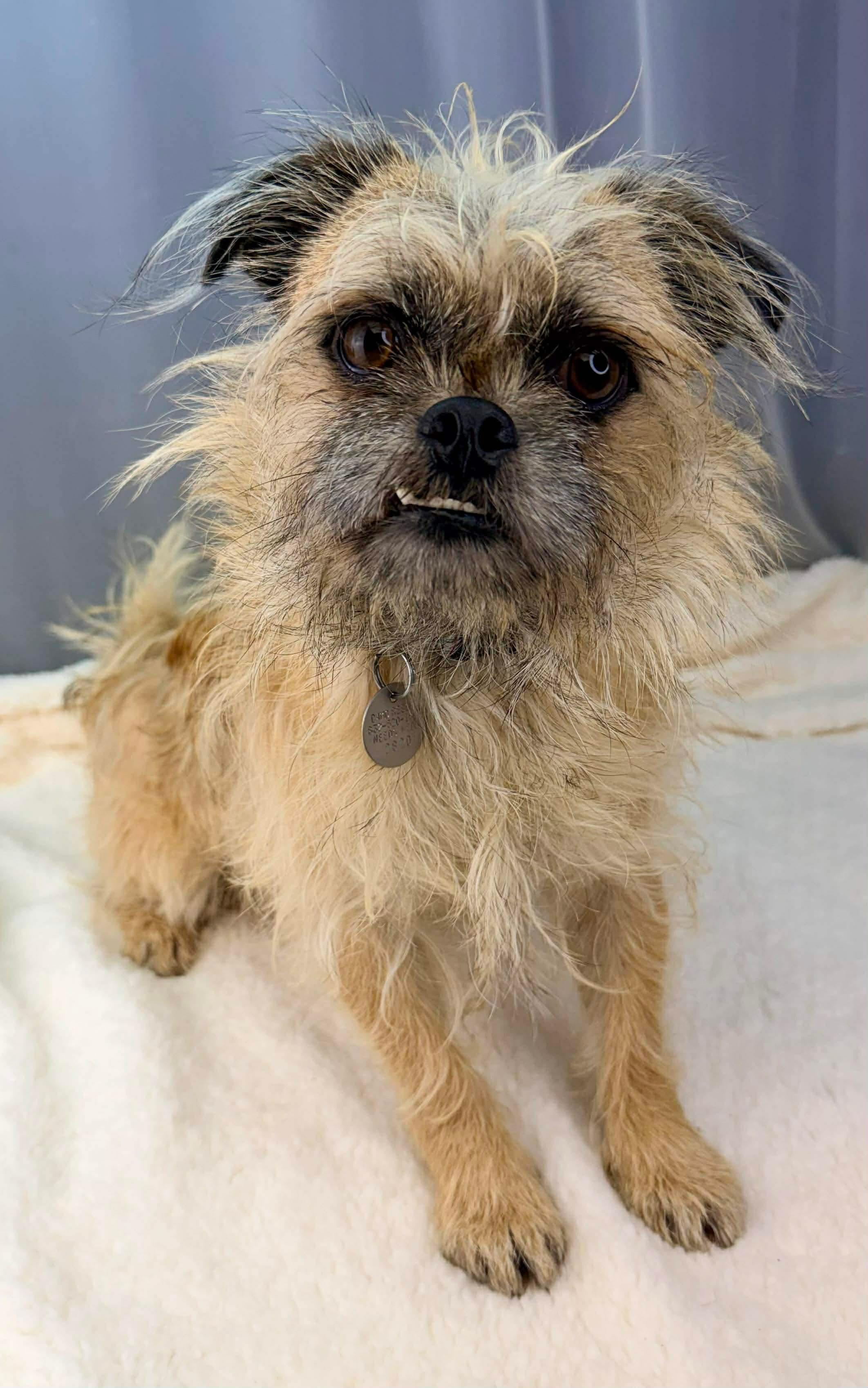 Enlarge Max a Million, a Adoptable mixed breed in Southfield , MI image 6/6