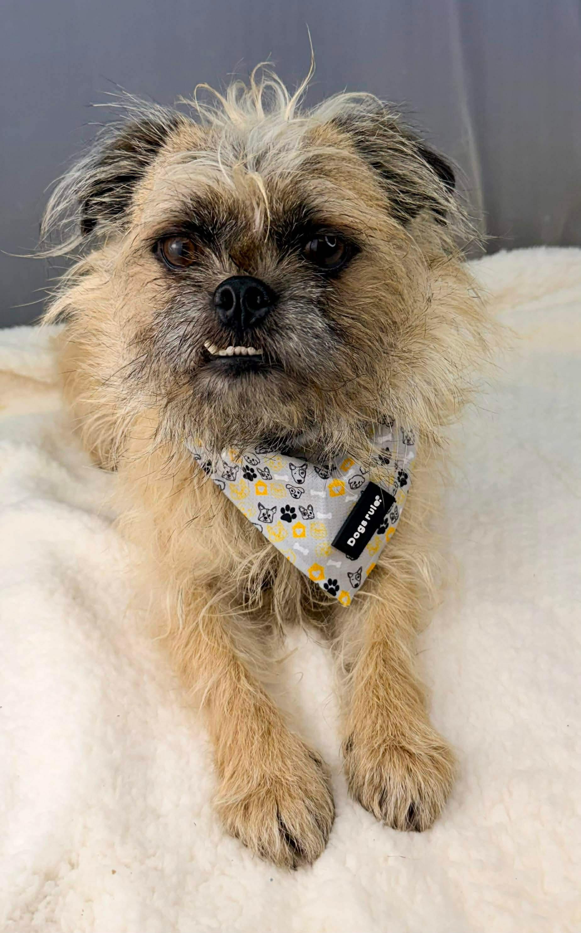 Enlarge Max a Million, a Adoptable mixed breed in Southfield , MI image 2/6