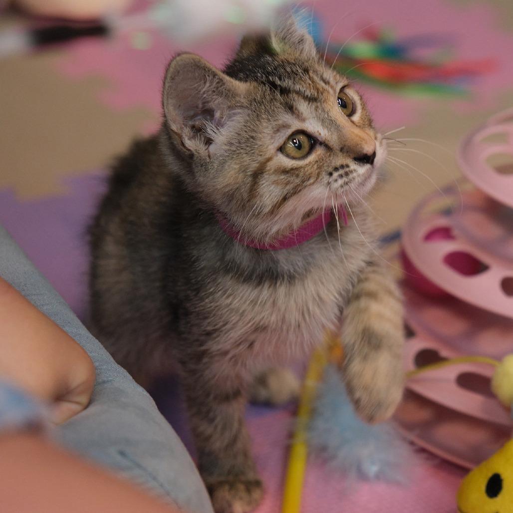 Cricket, Adoptable, Kitten Female Domestic Short Hair.