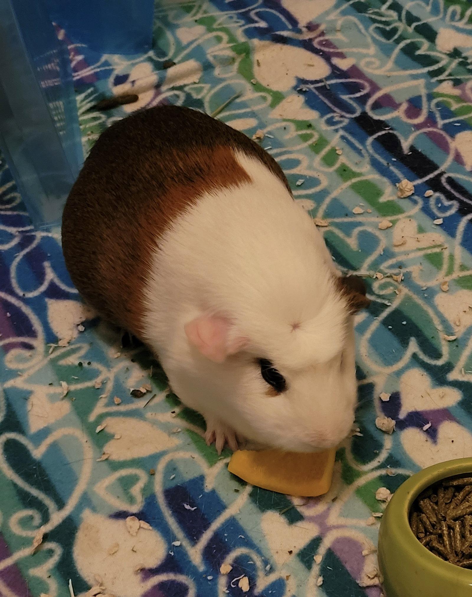 Calvin and Hobbs, Adoptable, Young Male Guinea Pig.