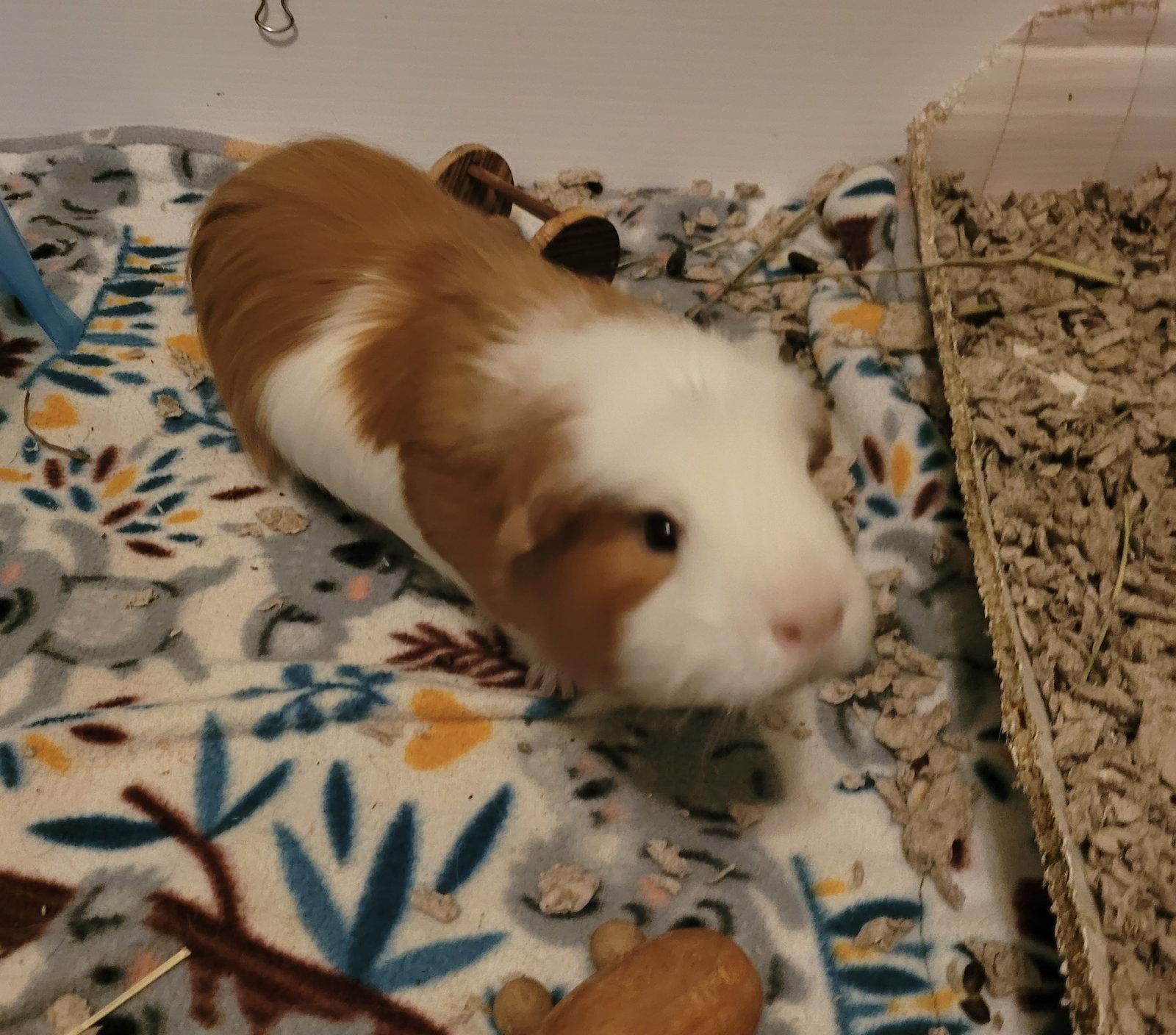 Enlarge Calvin and Hobbs, a Adoptable Guinea Pig in Aurora, IL image 2/3