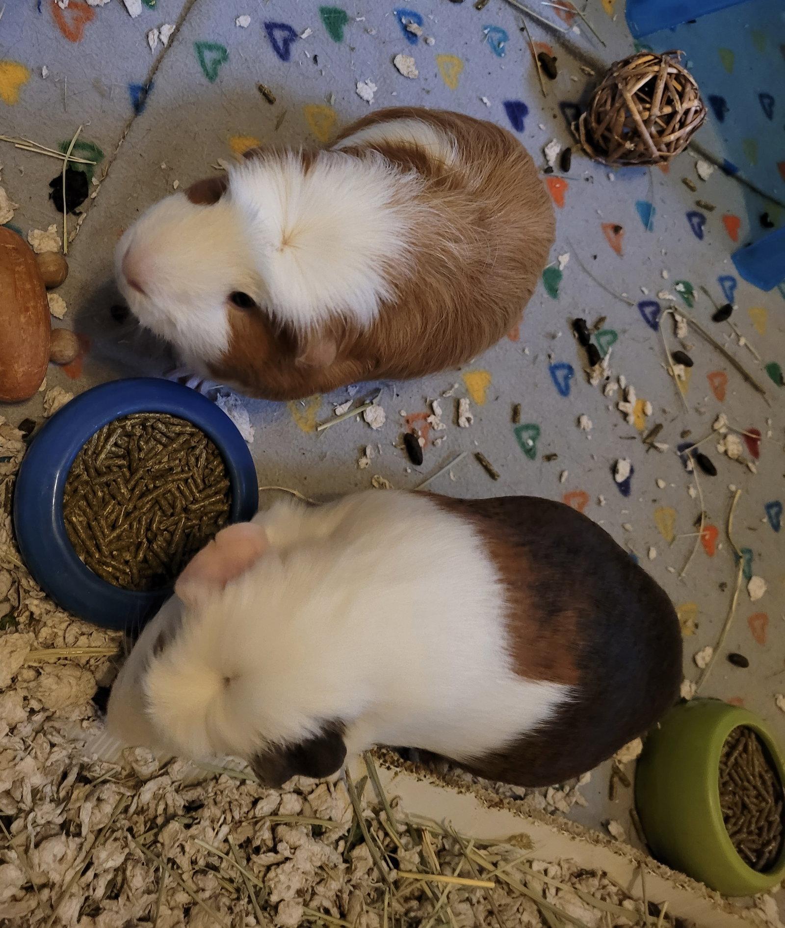 Enlarge Calvin and Hobbs, a Adoptable Guinea Pig in Aurora, IL image 3/3