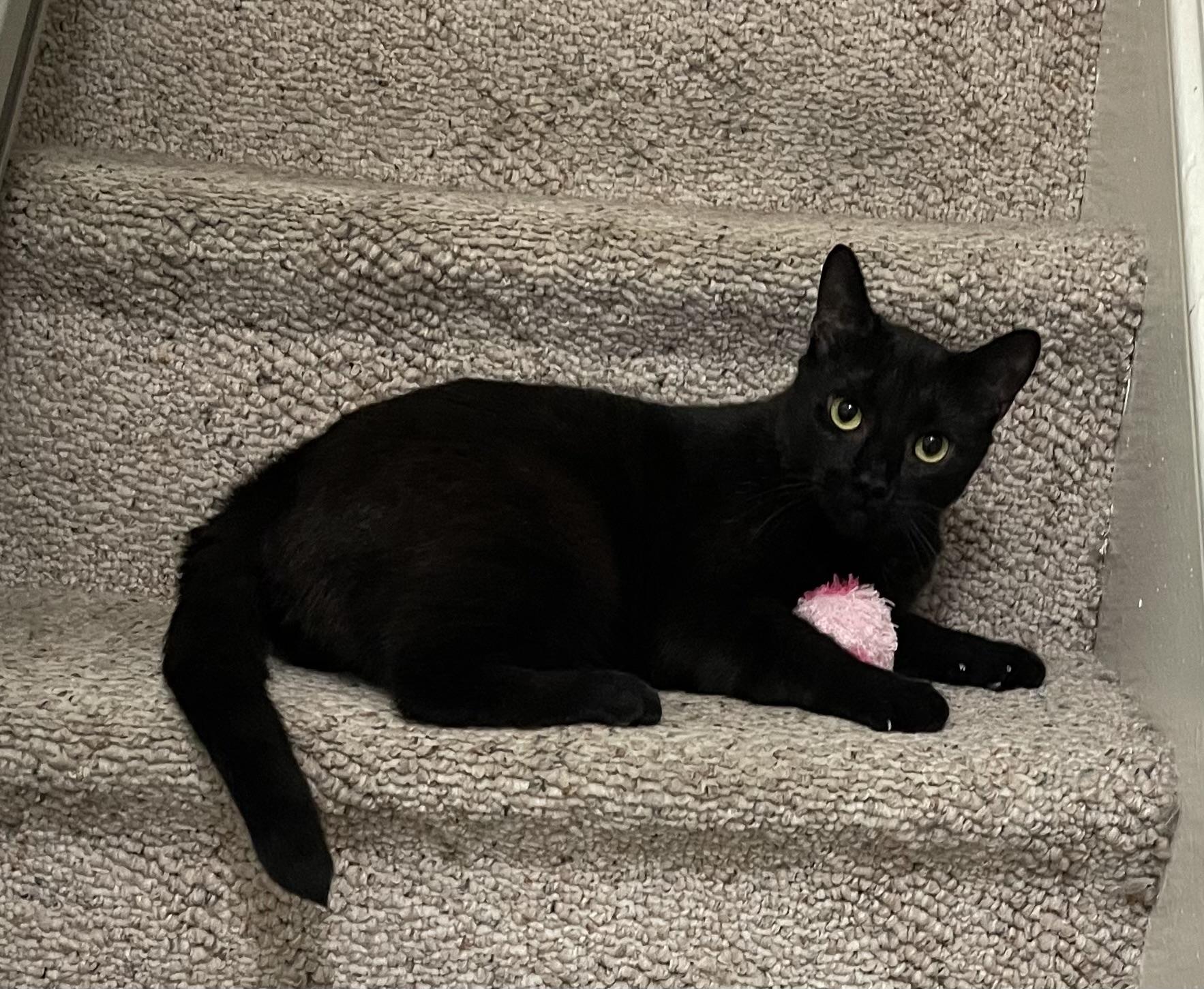 Enlarge Beauty, a Adopted Domestic Short Hair in Pompton Lakes, NJ image 1/3
