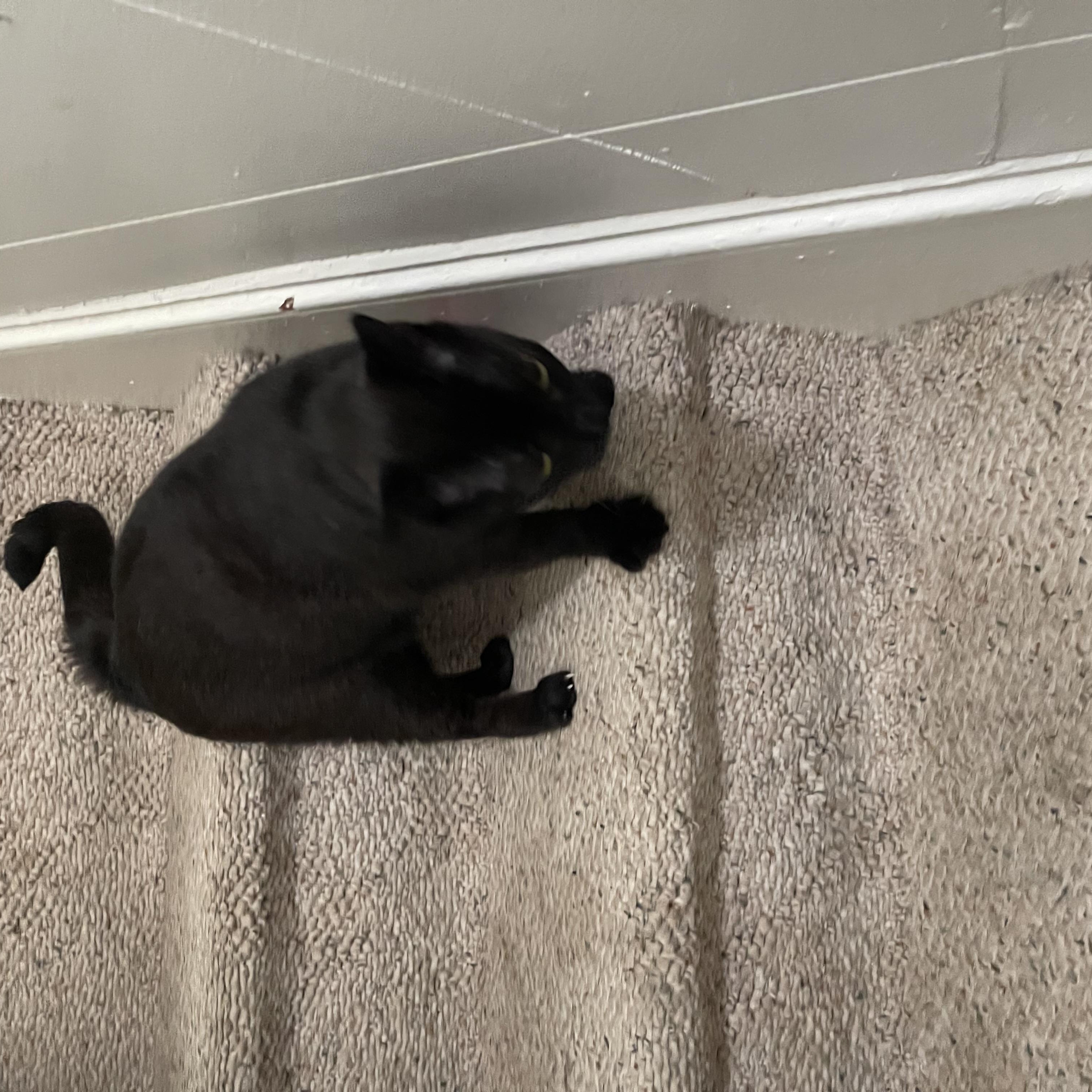 Enlarge Beauty, a Adopted Domestic Short Hair in Pompton Lakes, NJ image 2/3