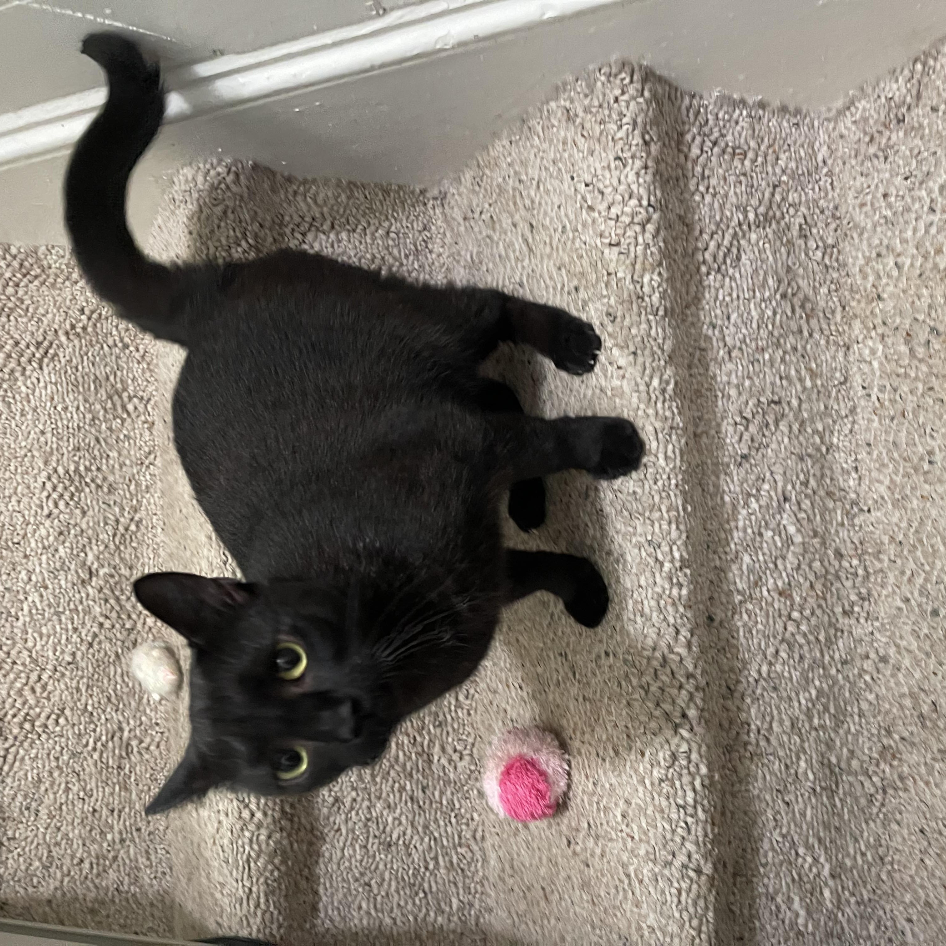 Enlarge Beauty, a Adopted Domestic Short Hair in Pompton Lakes, NJ image 3/3