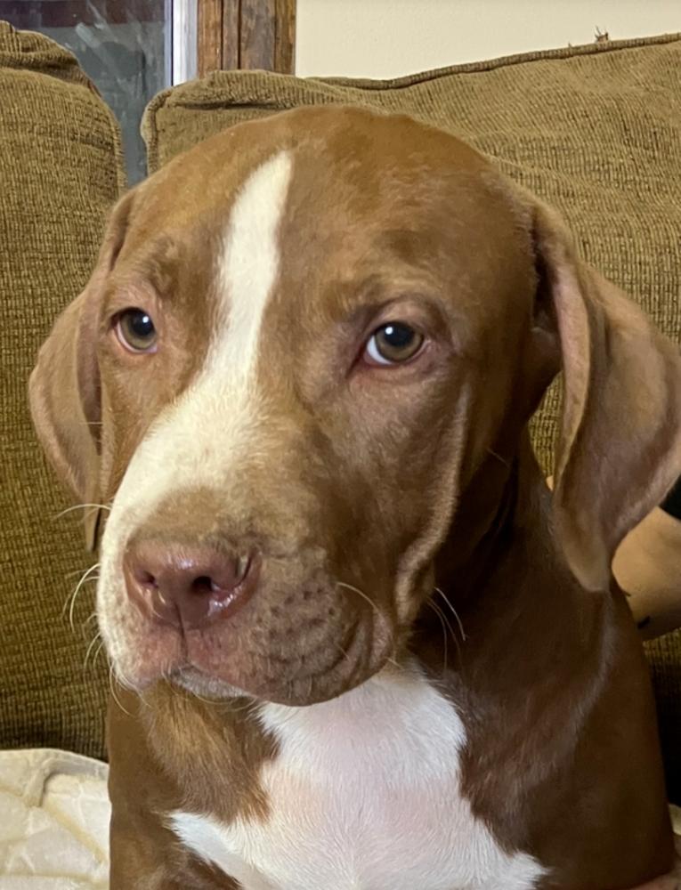 Sherman, Adoptable, Puppy Male Pit Bull Terrier.
