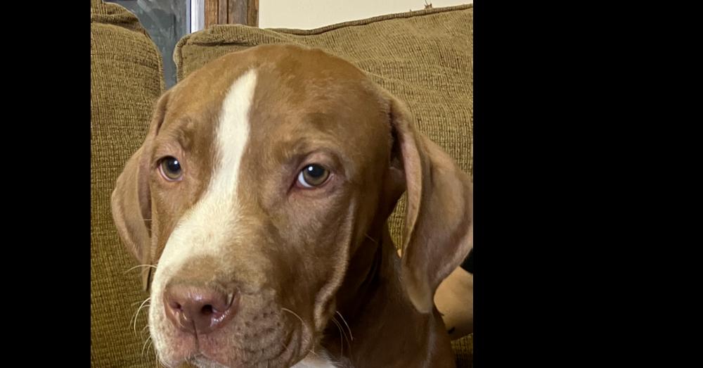 Enlarge Sherman, a Adoptable mixed breed in Boone, CO image 2/2