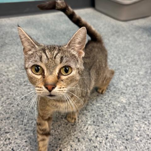Mamacita, Adoptable, Adult Female Domestic Short Hair.