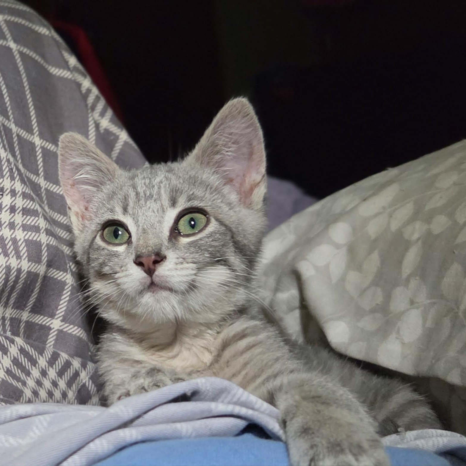 Dilly, Adopted, Kitten Male Domestic Short Hair.