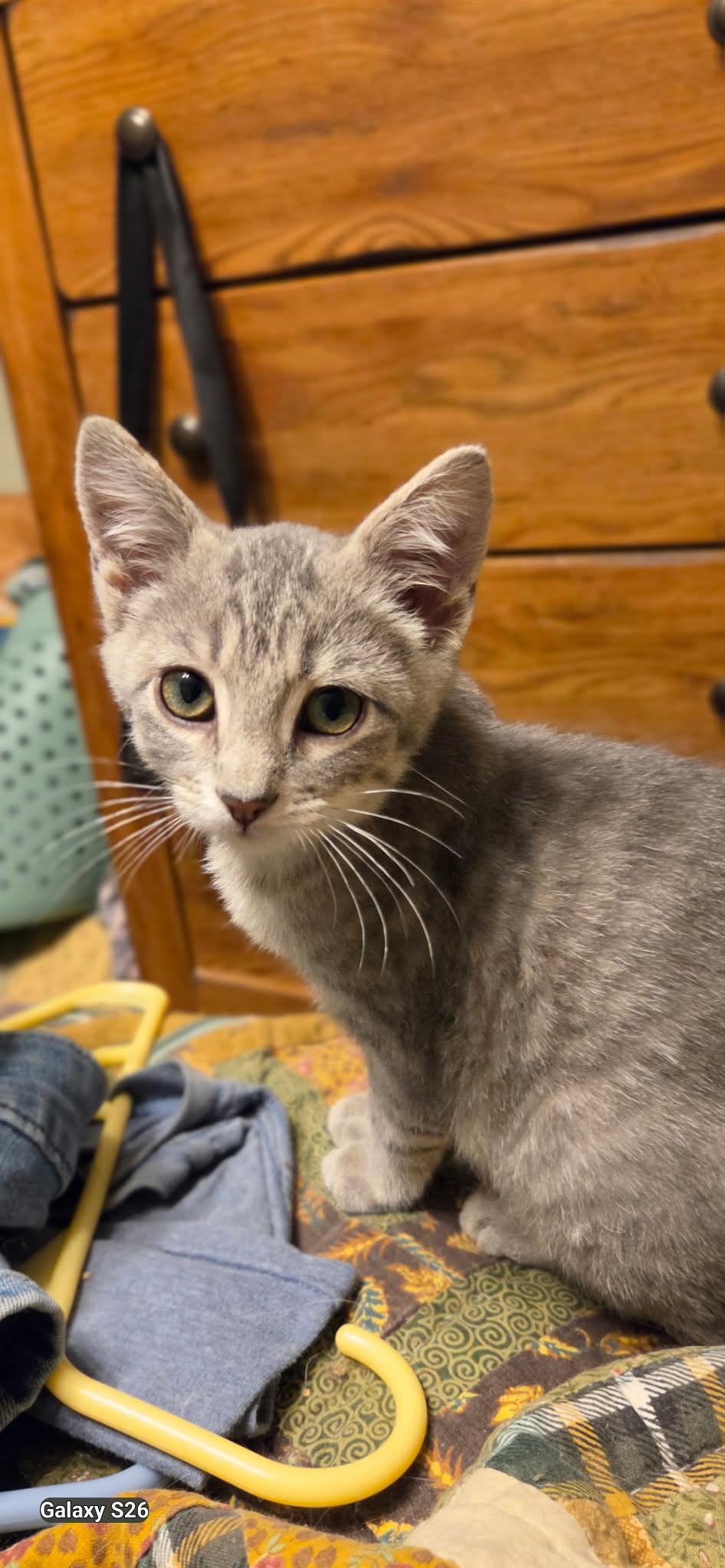 Enlarge Dilly, a Adopted Domestic Short Hair in Martinsville, IN image 2/2