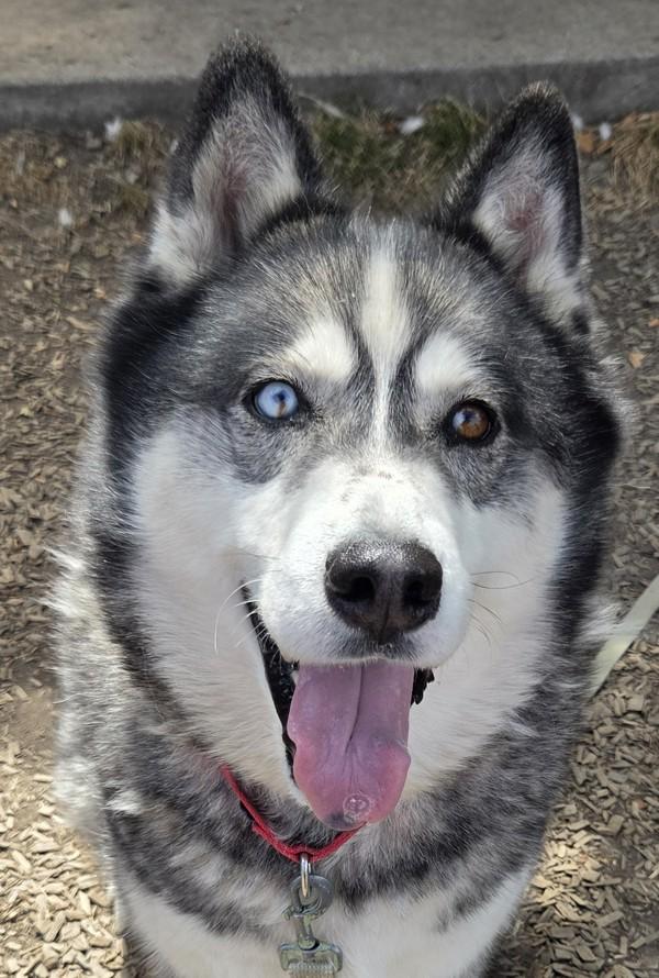 Barry, Adoptable, Adult Male Siberian Husky.