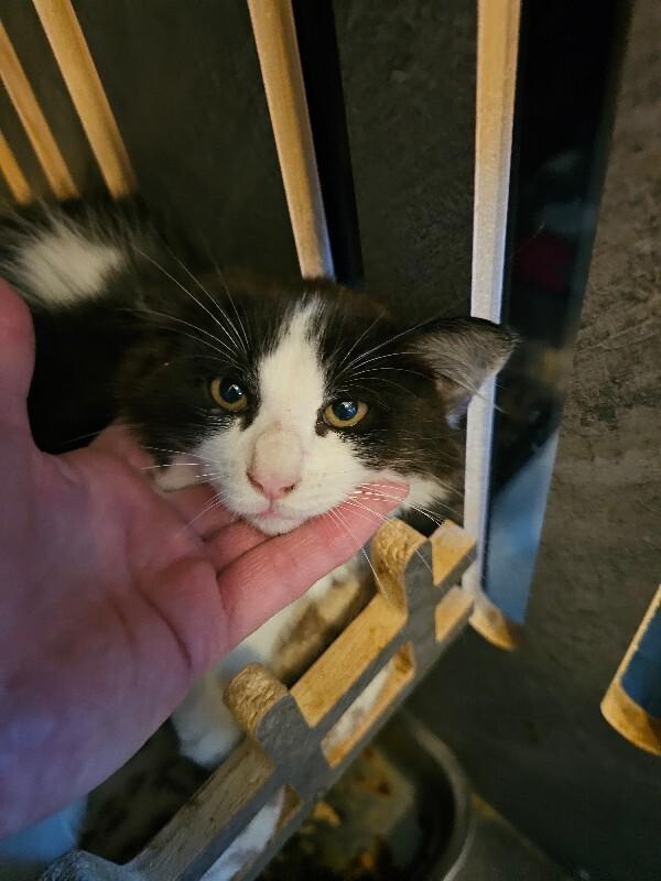 Enlarge Vesta (green), a Adoptable Domestic Medium Hair in Kennewick, WA image 1/1