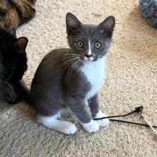 Enlarge Sebastian, a Adoptable Domestic Medium Hair in Winston Salem, NC image 1/3