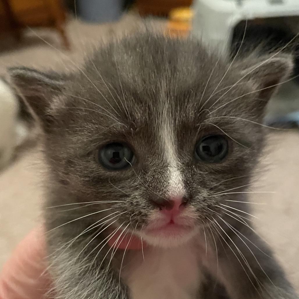 Enlarge Sebastian, a Adoptable Domestic Medium Hair in Winston Salem, NC image 3/3