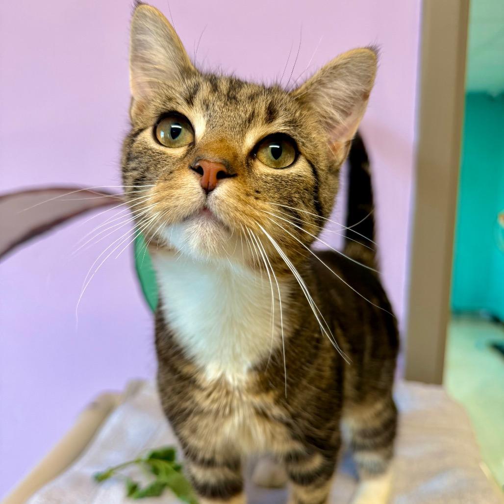 Enlarge Rao's, a Adoptable mixed breed in Binghamton, NY image 2/5