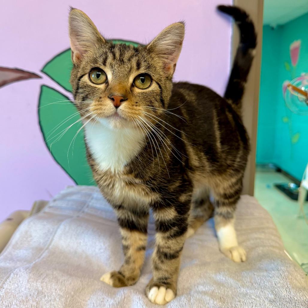 Enlarge Rao's, a Adoptable mixed breed in Binghamton, NY image 4/5