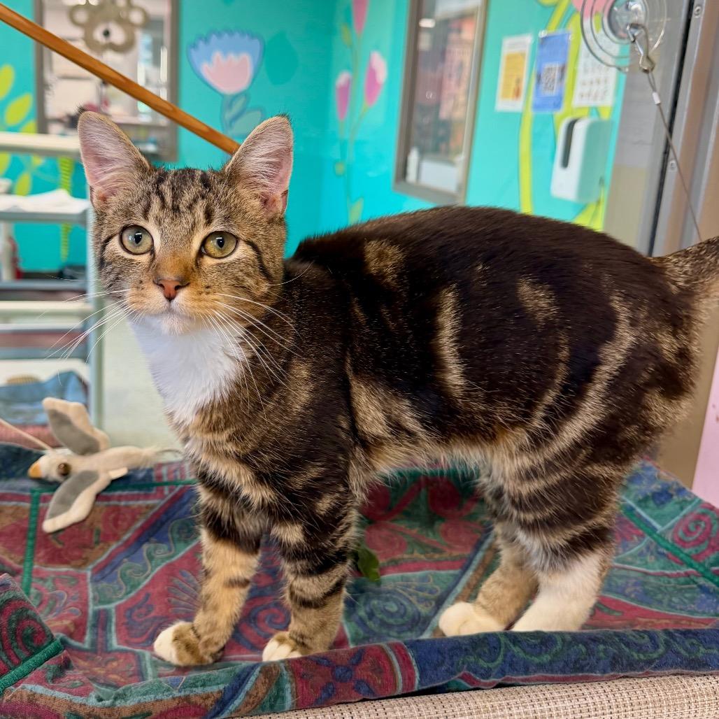 Enlarge Rao's, a Adoptable mixed breed in Binghamton, NY image 5/5