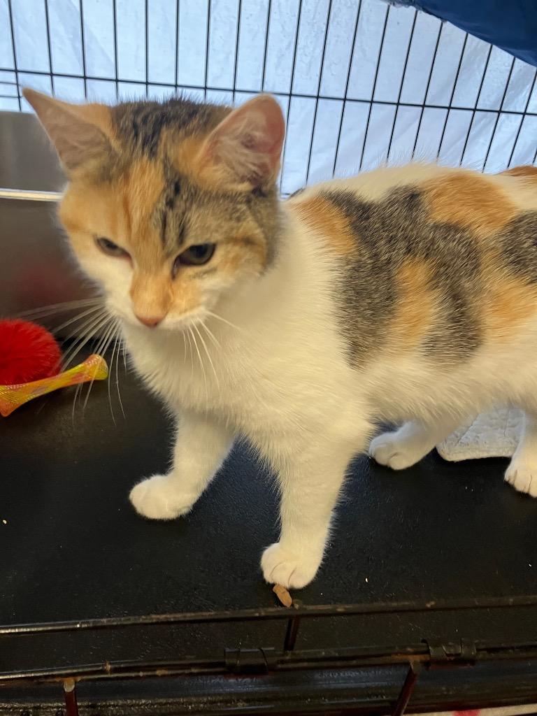 Mimi Rose, Adoptable, Young Female Domestic Short Hair.