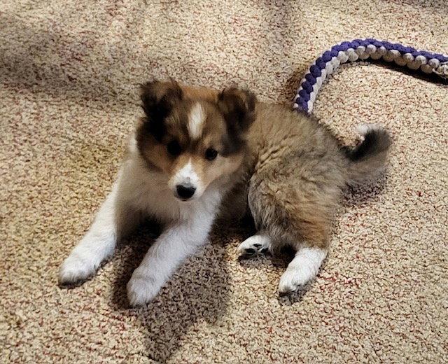 Enlarge **KIWI**, a Adopted Australian Shepherd in North Prairie, WI image 1/3