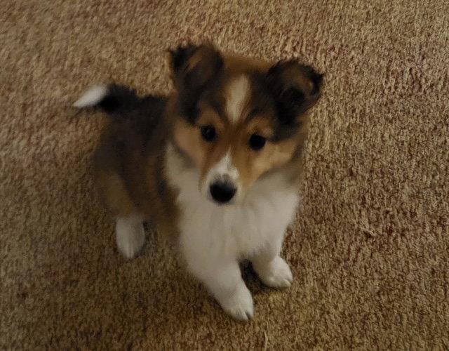 Enlarge **KIWI**, a Adopted Australian Shepherd in North Prairie, WI image 2/3