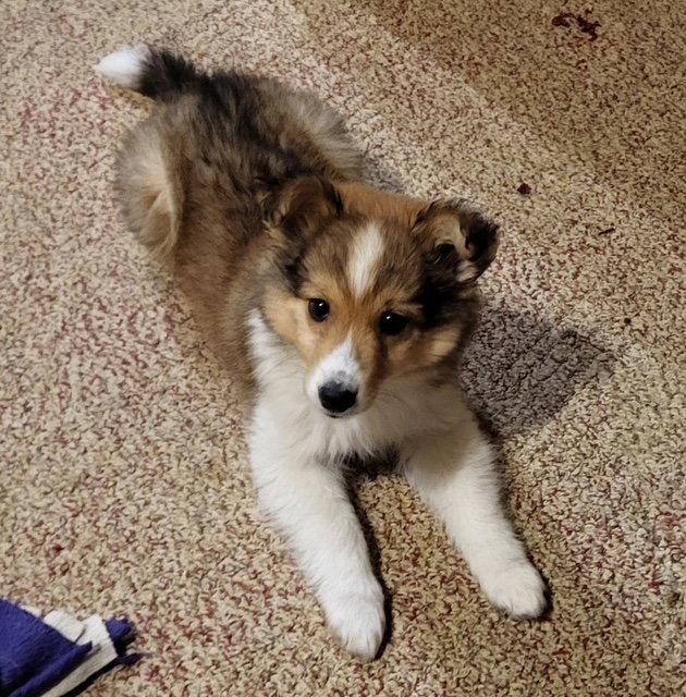Enlarge **KIWI**, a Adopted Australian Shepherd in North Prairie, WI image 3/3