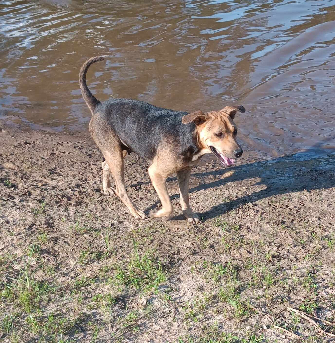 Blue Mountain Cur Blue Heeler Mix Mountain Cur Australian Shepherd