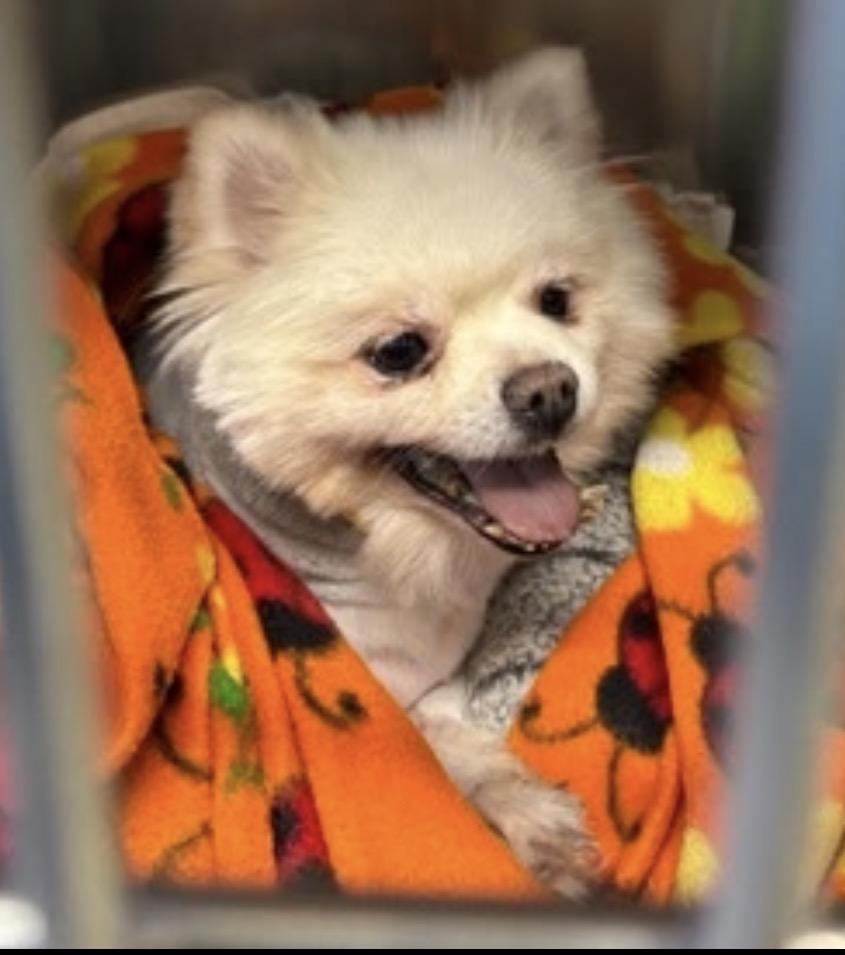 Laguna , ADOPTABLE, Senior Female Pomeranian.