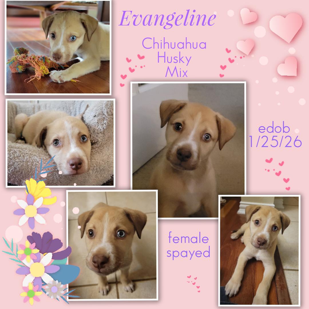 Evangeline WV1450-T, an adopted mixed breed in Woodinville, WA image 6/6