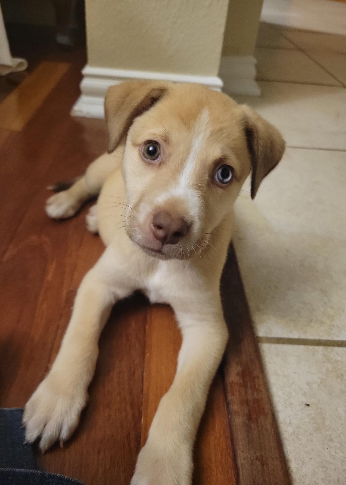 Evangeline WV1450-T, an adopted mixed breed in Woodinville, WA image 3/6
