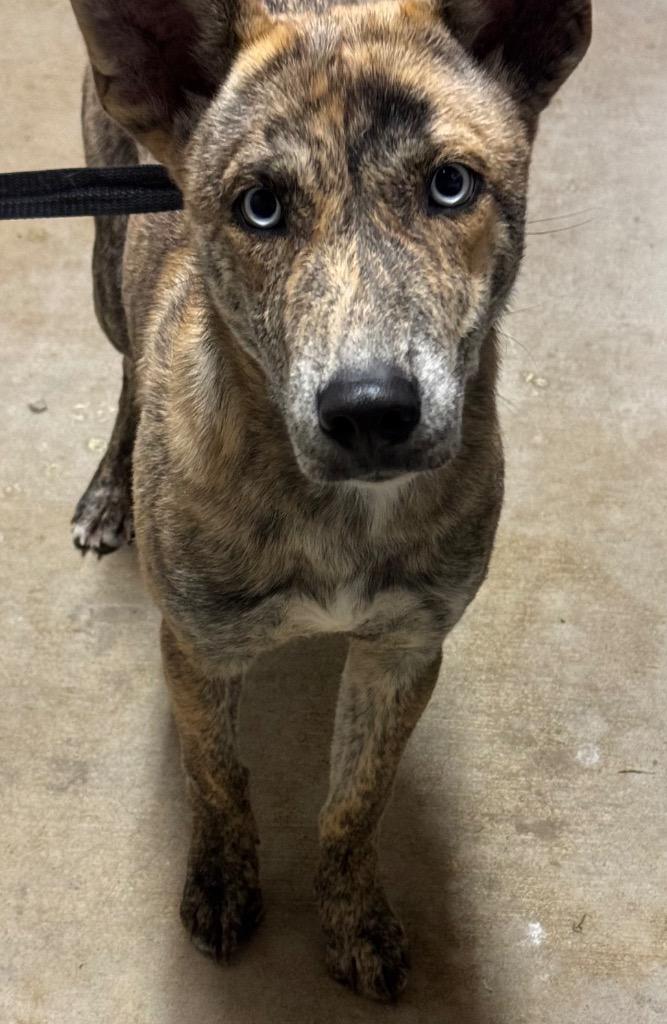 Yoti, a Adopted mixed breed in Shelbyville, TN image 1/2